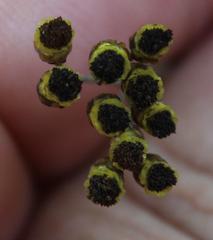 Helichrysum anomalum