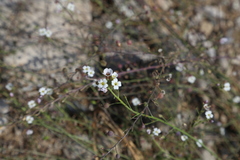 Physaria purpurea
