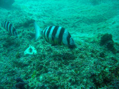 Diplodus hottentotus