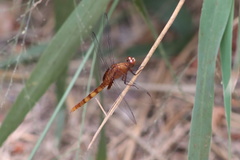 Erythemis mithroides