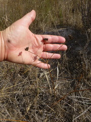 Lichtensteinia obscura