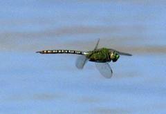 Anax concolor
