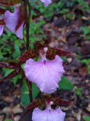 Rhynchostele bictoniensis
