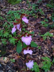Rhynchostele bictoniensis