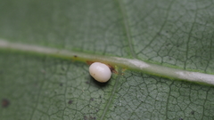 Zopheroteras hubbardi