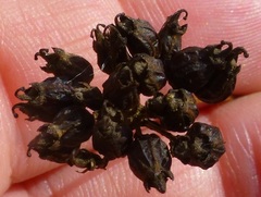 Lichtensteinia obscura
