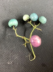 Ampelopsis glandulosa