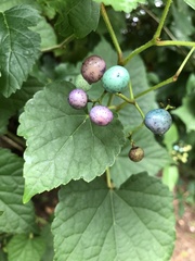 Ampelopsis glandulosa