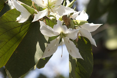 Bauhinia variegata candida