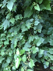 Ampelopsis glandulosa