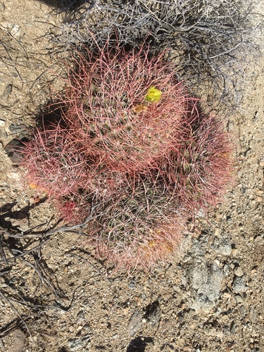 iNaturalist observation photo of California Barrel Cactus