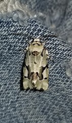 Emarginea percara