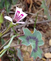 Pelargonium tabulare