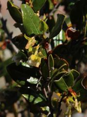 Diospyros scabrida cordata