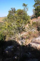 Diospyros scabrida cordata