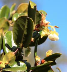 Diospyros scabrida cordata