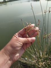 Schoenoplectus litoralis