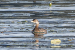 Podilymbus podiceps