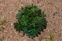 Oxalis hernandesii