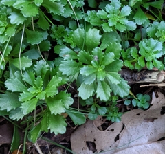 Phedimus kamtschaticus