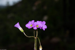 Oxalis hernandesii