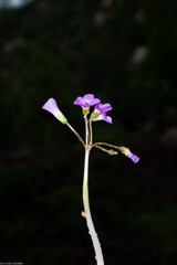 Oxalis hernandesii