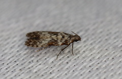 Hypatima baliodes