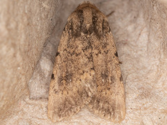 Protoperigea umbricata