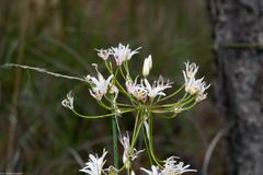 Allium huntiae