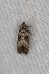 Hypatima baliodes
