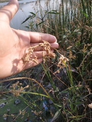 Schoenoplectus litoralis