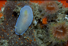 Doriopsilla spaldingi