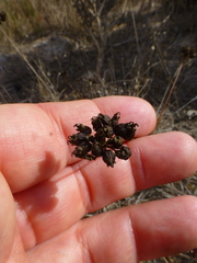 Lichtensteinia obscura