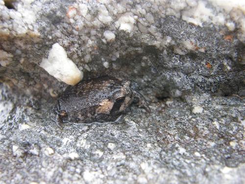 Breviceps montanus