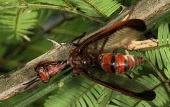 Pseudoclimaciella