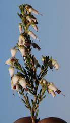 Erica simulans