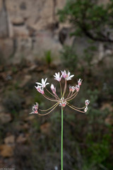 Allium huntiae