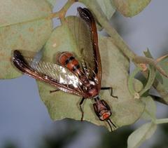 Pseudoclimaciella