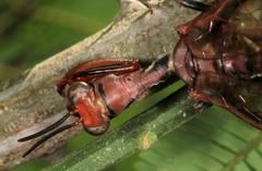 Pseudoclimaciella
