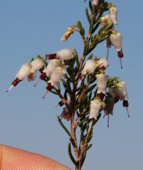 Erica simulans