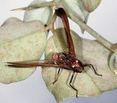 Pseudoclimaciella
