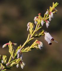 Erica simulans