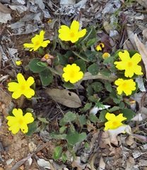 Hibbertia lasiopus