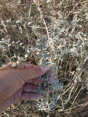 Marrubium peregrinum