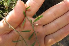Psoralea candicans