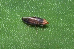 Cephaloconus tenebrosus