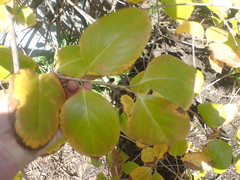 Lonicera hildebrandtiana