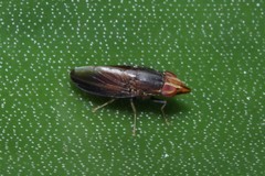 Cephaloconus tenebrosus