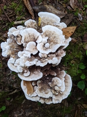 Hydnellum suaveolens