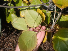 Lonicera hildebrandtiana